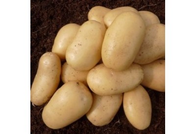 Lady Christl Seed Potatoes (First Early - 1 kg)